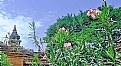 Picture Title - Flowers & Blue Sky