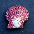 Picture Title - Scallop