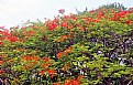 Picture Title - Tree & Flowers