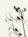 Picture Title - starlings