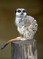 Picture Title - Meerkat