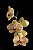 Phalaenopsis Baldan's Kaleidoscope