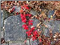 Picture Title - red leaves ribbon