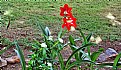 Picture Title - Flowers & Green