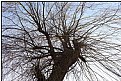 Picture Title - bare willow-tree