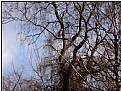 Picture Title - egrets' tree