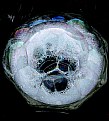 Picture Title - Bubbles