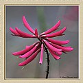 Picture Title - Coral Bean