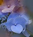 Picture Title - Hydrangea in Fall