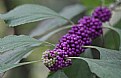 Picture Title - Beautyberry