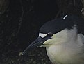 Picture Title - Black-Crowned Night Heron