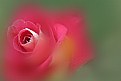 Picture Title - Rose in the  Misty Garden