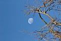 Picture Title - "Catching the Moon"