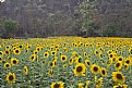 Picture Title - sunflowers