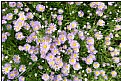 Picture Title - a field of daisies