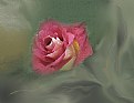 Picture Title - the Rose