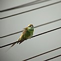 Picture Title - green bee eater