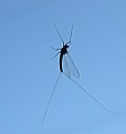 Picture Title - Mayfly