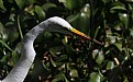 Picture Title - Great Egret