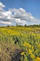Picture Title - Late Summer Goldenrod