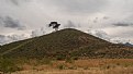 Picture Title -  Lone pine with Company