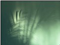 Picture Title - shadow jungle