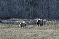 Mother Grizzly and cub