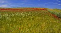 Picture Title - Poppy Field