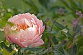 Picture Title - Pink Peony