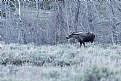 Picture Title - Moose in the thickets