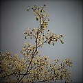 Picture Title - springtwig