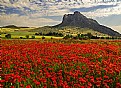 Picture Title -  Poppies 