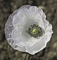 Picture Title - White poppy