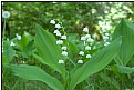 Picture Title - lily of the valley