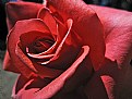 Picture Title - ROSE