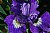 purple iris