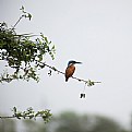 Picture Title - kingfisher