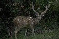 Picture Title - deer, at kanha national park