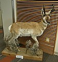 Picture Title - Pronghorn