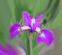Picture Title - Spring Iris