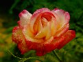 Picture Title - ,. cola's rose ,.