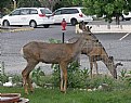 Picture Title - Muley Bucks