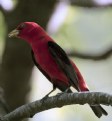 Picture Title - Scarlet Tanager