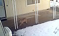 Picture Title - Bobcat