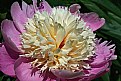 Picture Title - Peony