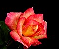 Picture Title - Rainbow rose