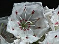 Picture Title - Mountain Laurel architect