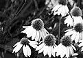 Picture Title - MARGUERITES 