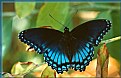 Picture Title - Red Spotted Purple Butterfly