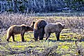 Grand Teton Gizzly and her 2 Cub